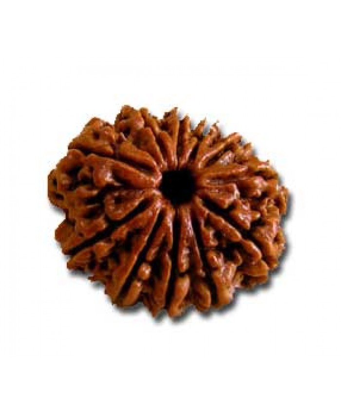 11 Mukhi Rudraksha